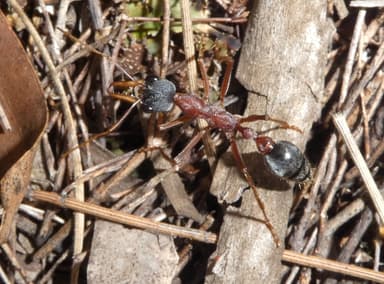 Myrmecia nigriceps — colony photo 98