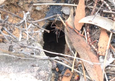 Myrmecia nigriceps — colony photo 99
