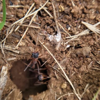 Myrmecia nigriceps photo 100