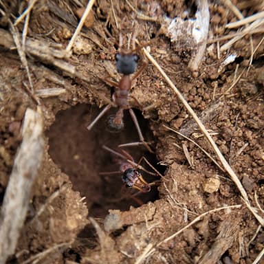 Myrmecia nigriceps photo 101