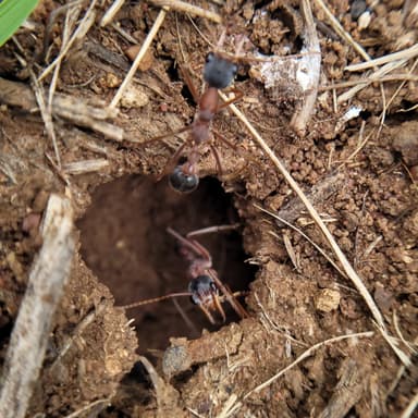 Myrmecia nigriceps photo 102