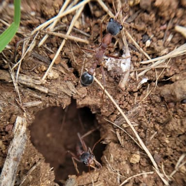 Myrmecia nigriceps photo 103