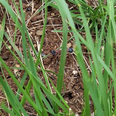 Myrmecia nigriceps photo 104
