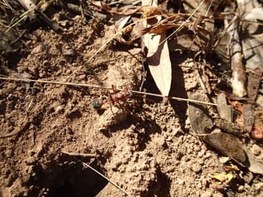 Myrmecia nigriceps photo 106