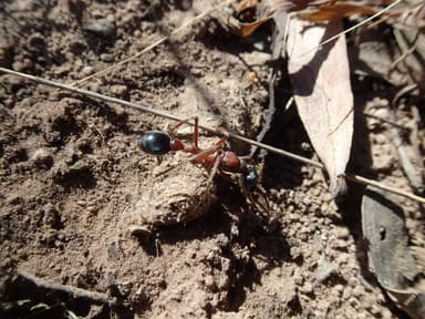 Myrmecia nigriceps photo 107