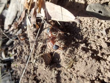 Myrmecia nigriceps photo 108