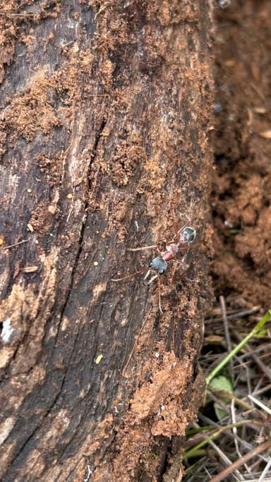 Myrmecia nigriceps photo 109