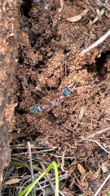 Myrmecia nigriceps photo 110