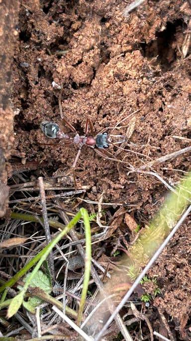 Myrmecia nigriceps photo 111