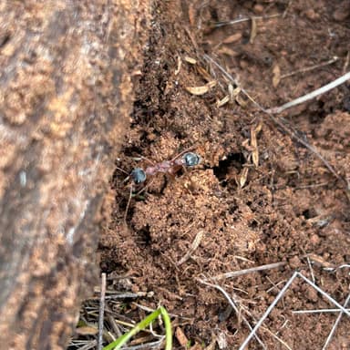 Myrmecia nigriceps photo 112