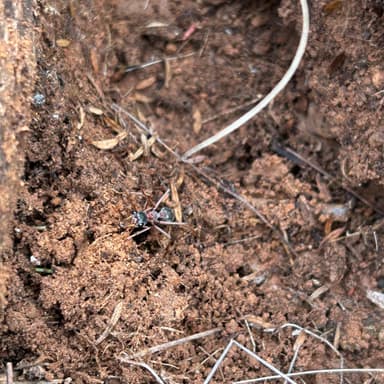 Myrmecia nigriceps photo 113