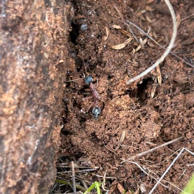 Myrmecia nigriceps photo 114