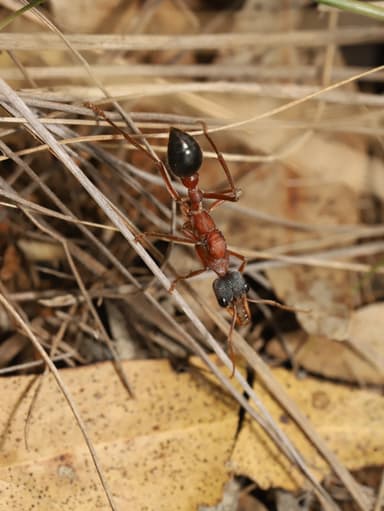 Myrmecia nigriceps photo 117