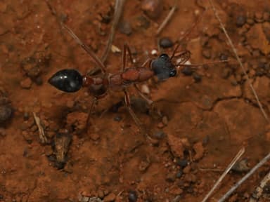 Myrmecia nigriceps photo 119