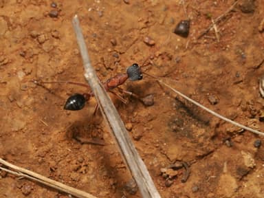 Myrmecia nigriceps photo 120