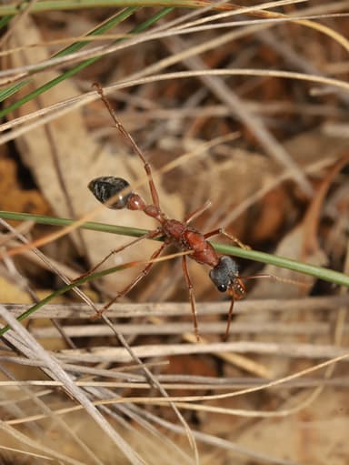 Myrmecia nigriceps photo 121