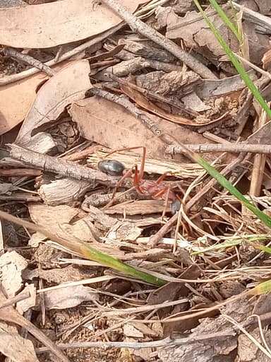 Myrmecia nigriceps photo 122