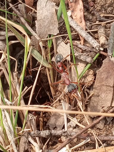 Myrmecia nigriceps photo 123