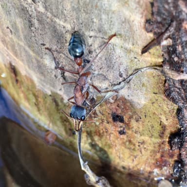 Myrmecia nigriceps photo 124