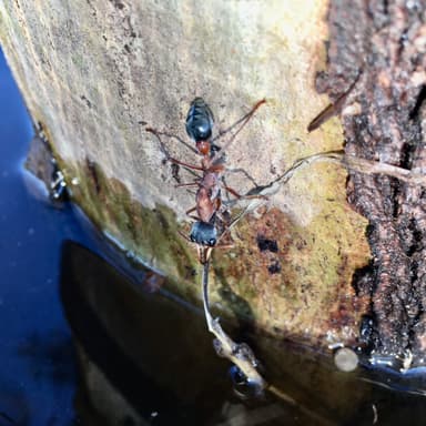 Myrmecia nigriceps photo 125