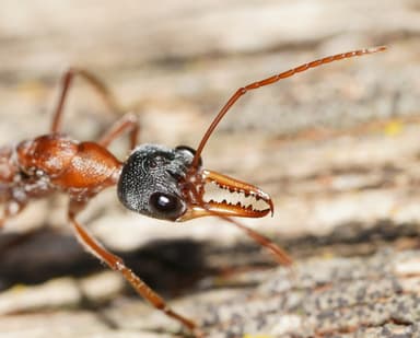 Myrmecia nigriceps photo 126