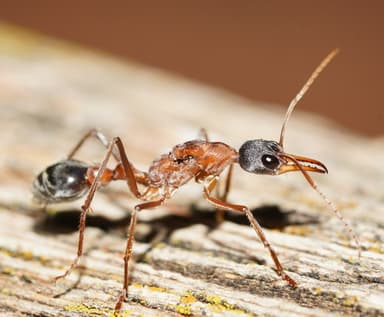 Myrmecia nigriceps photo 127