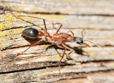 Myrmecia nigriceps photo 128