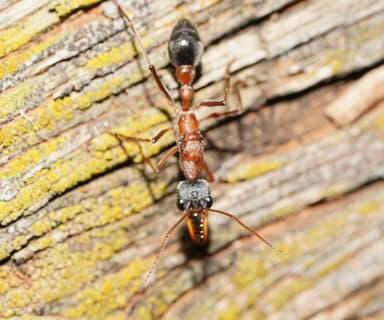 Myrmecia nigriceps photo 129