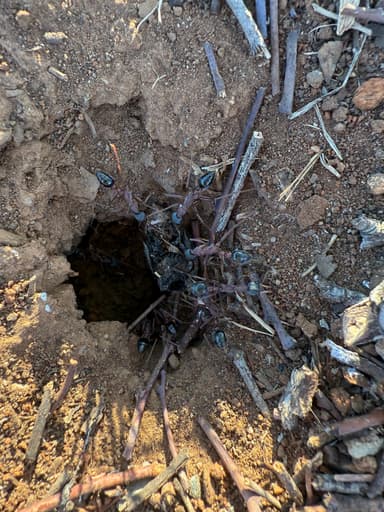 Myrmecia nigriceps photo 131