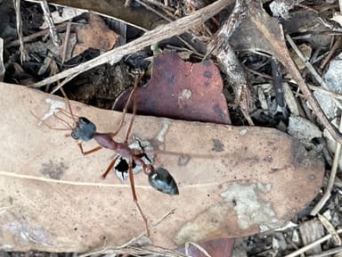 Myrmecia nigriceps photo 132
