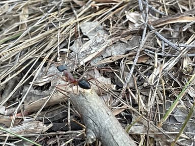 Myrmecia nigriceps photo 133