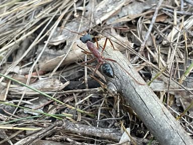 Myrmecia nigriceps photo 134