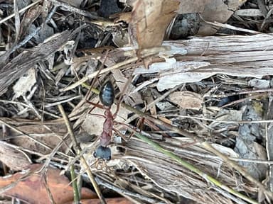 Myrmecia nigriceps photo 135