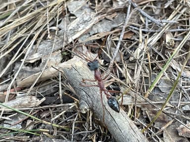 Myrmecia nigriceps photo 136