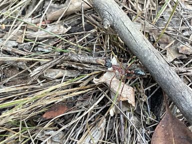 Myrmecia nigriceps photo 137