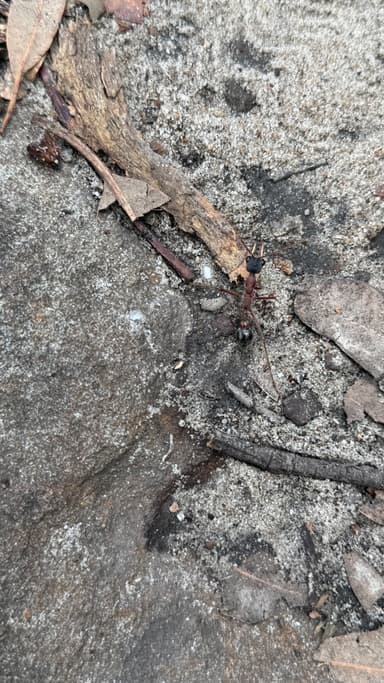 Myrmecia nigriceps photo 138