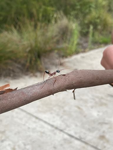 Myrmecia nigriceps photo 139