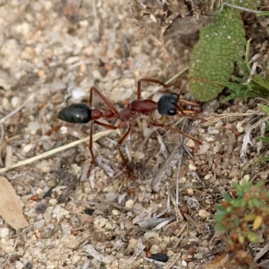 Myrmecia nigriceps photo 143
