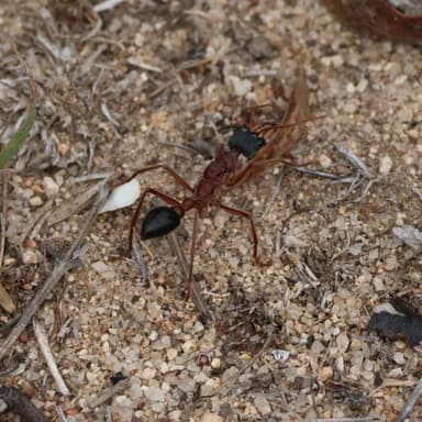 Myrmecia nigriceps photo 144