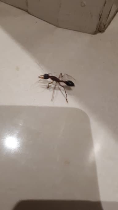 Myrmecia nigriceps photo 145