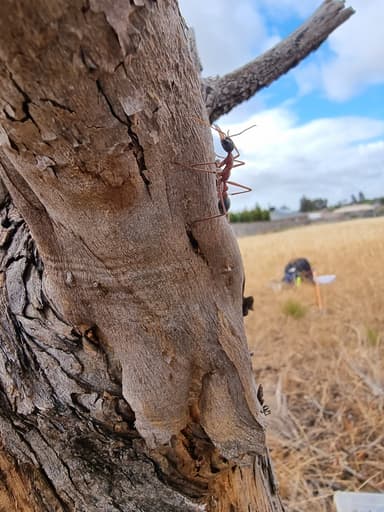 Myrmecia nigriceps photo 147