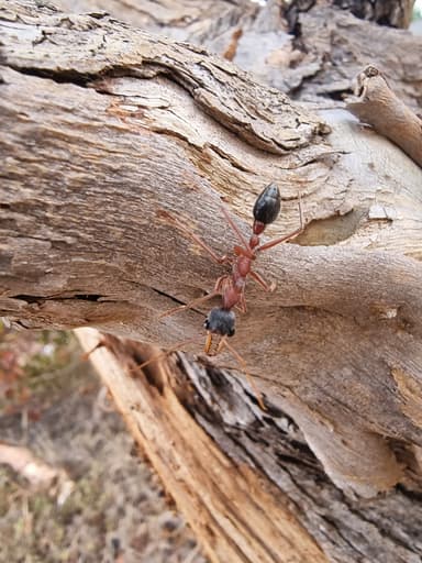 Myrmecia nigriceps photo 148