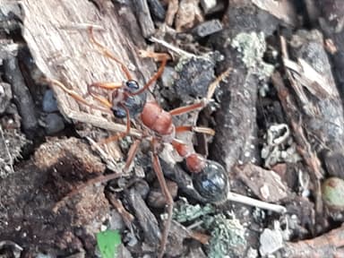 Myrmecia nigriceps photo 150