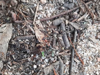 Myrmecia nigriceps photo 151