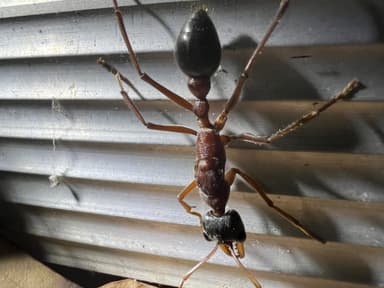 Myrmecia nigriceps photo 153