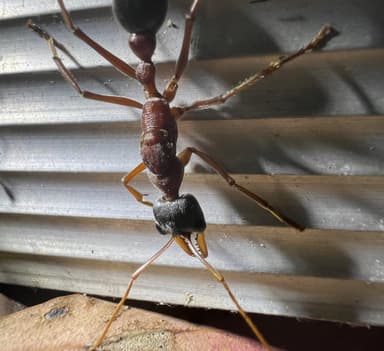 Myrmecia nigriceps photo 154
