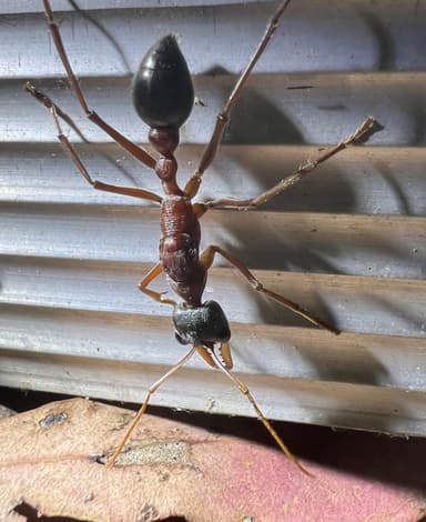 Myrmecia nigriceps photo 155
