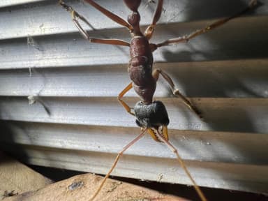 Myrmecia nigriceps photo 156