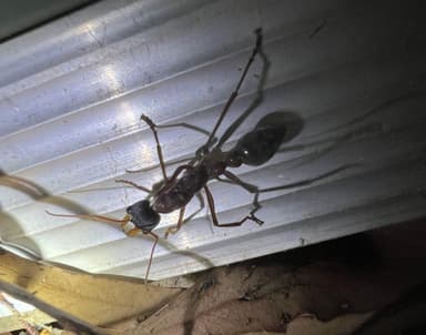 Myrmecia nigriceps photo 157