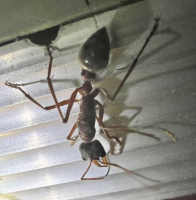 Myrmecia nigriceps photo 158